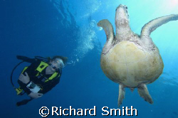 Diver and turtle off Sipadan by Richard Smith 